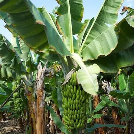 The Tortuga Banana House Tatil Evi Arucas