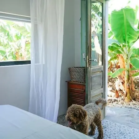 The Tortuga Banana House *