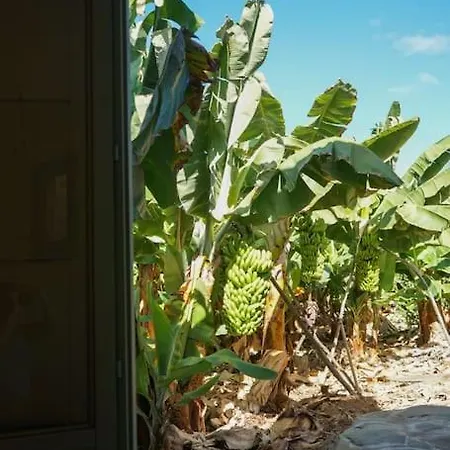 The Tortuga Banana House Holiday home